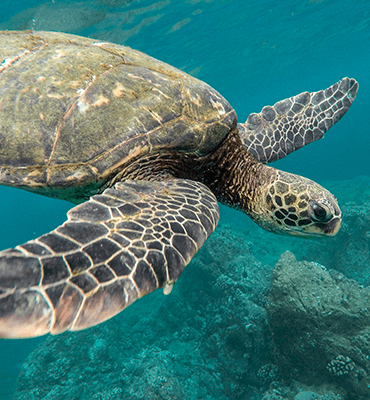 tortugas marinas en solaris