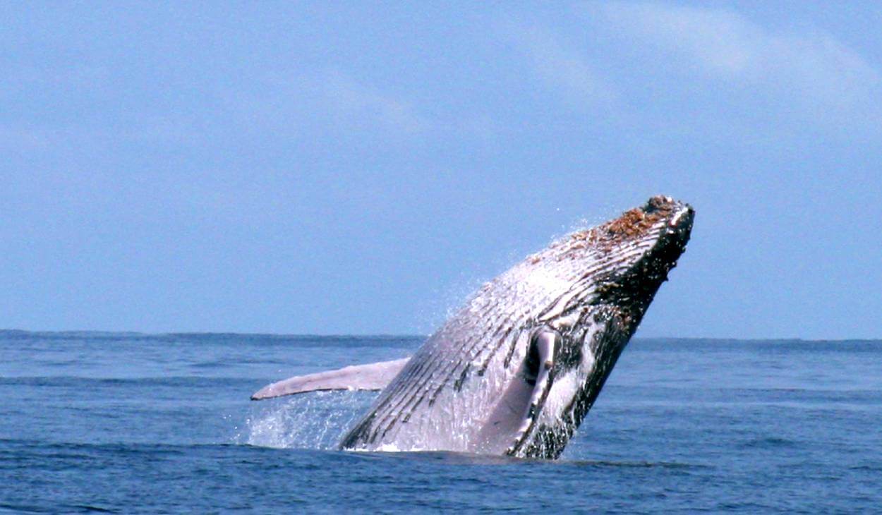 los-cabos-whales-header