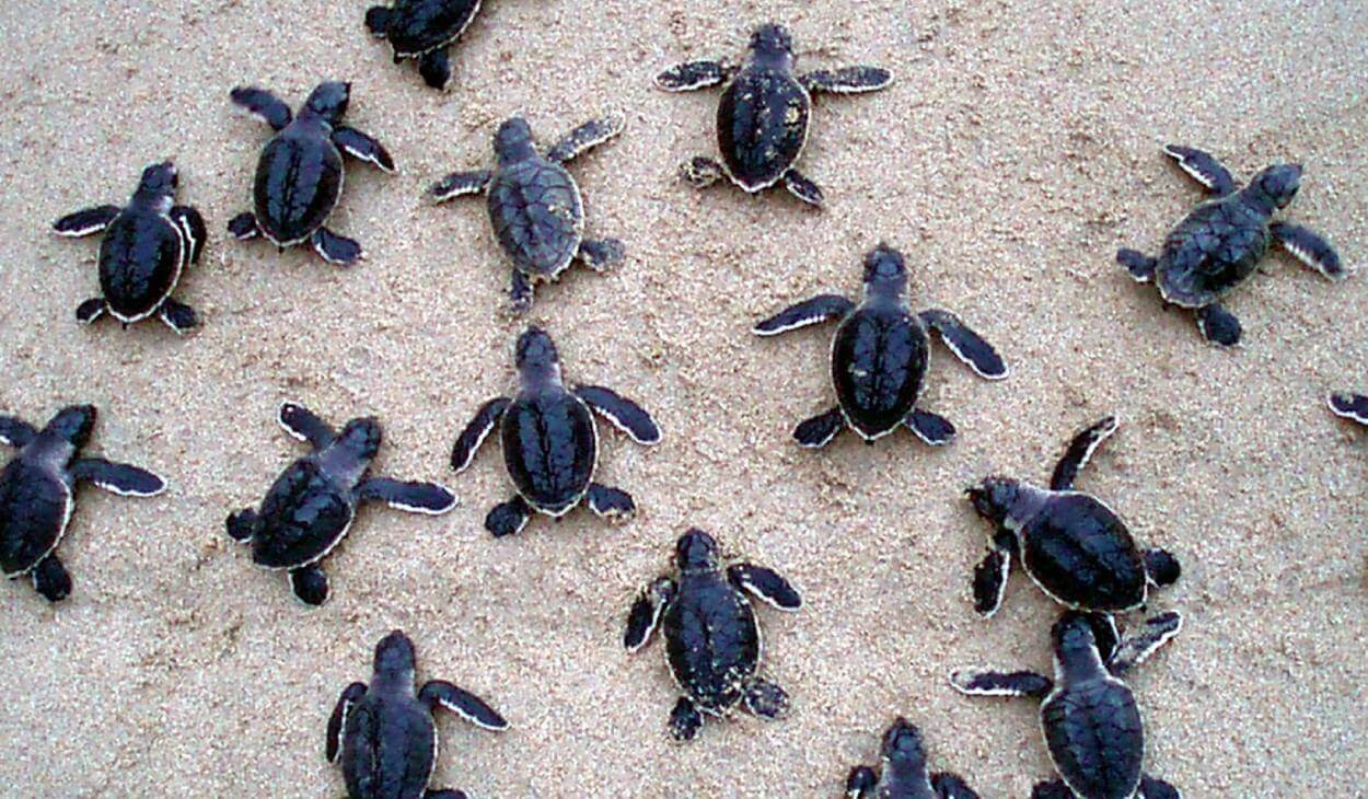 cancun-turtles