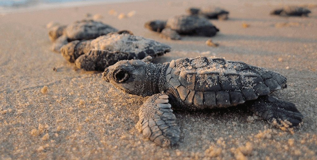 turtles-in-cancun
