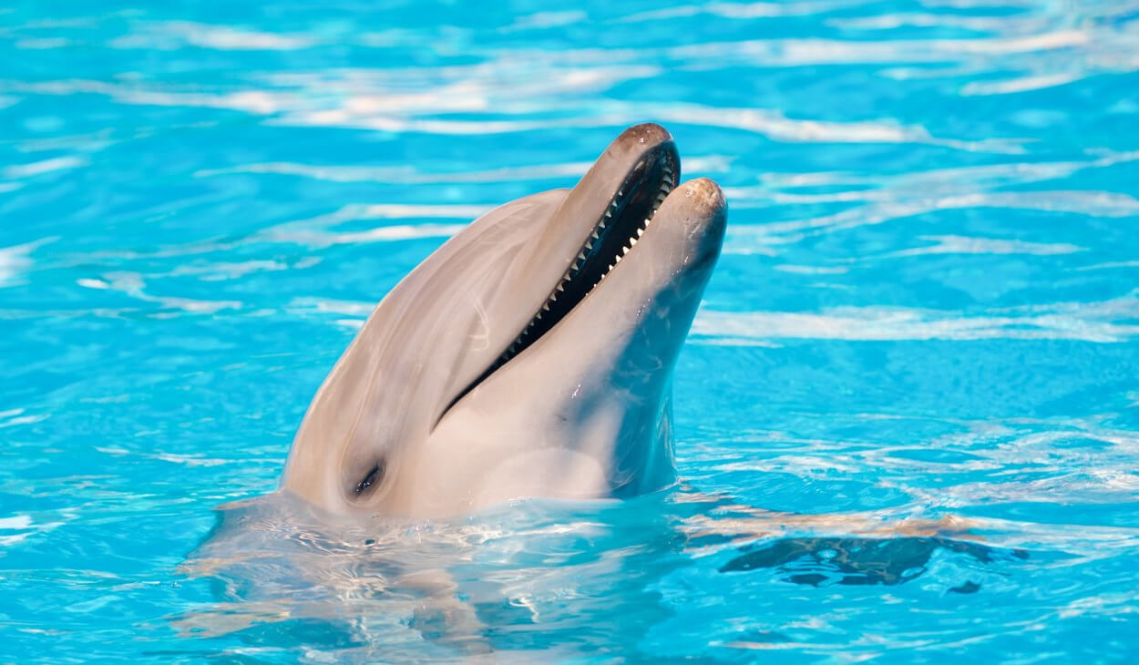 delfines-header