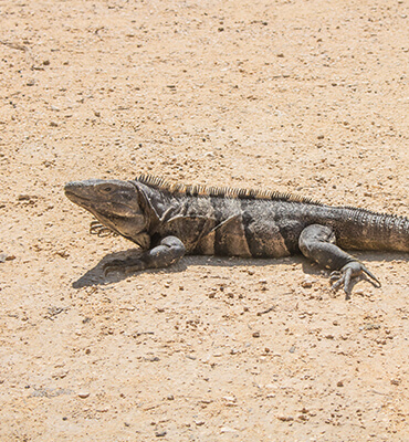 Iguanas at the Solaris Hotels in Cancun