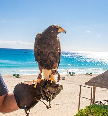 Trained Hawks in Cancun