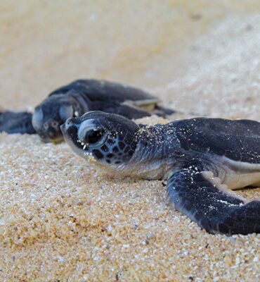 Sea Turtles at the Solaris Hotels in Cancun