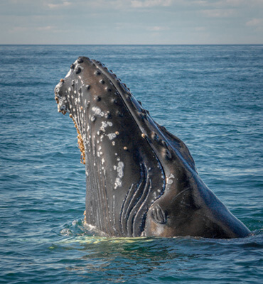 Beauty Humpback Whale