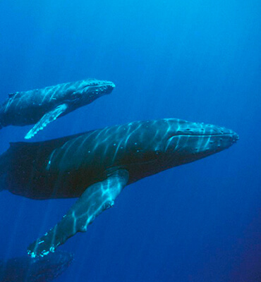 Comunicacion entre ballenas Jorobadas