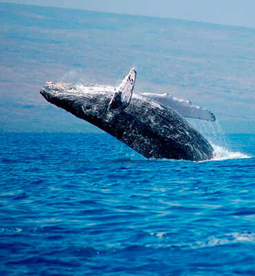 Ballenas Jorobadas en la Costa de Los Cabos