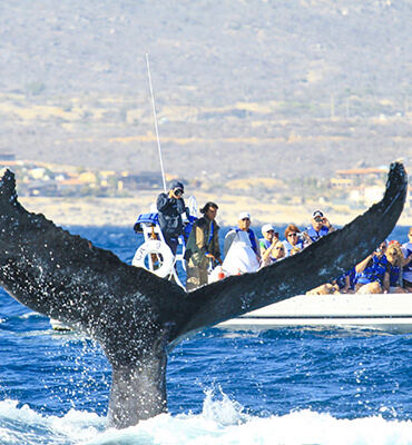 Estudiando las Aletas de las Ballenas Jorobadas