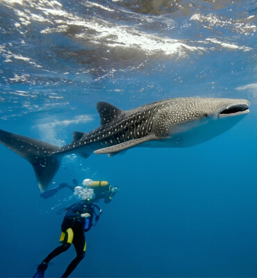 Nadando con el Tiburon Ballena en Los Cabos