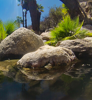 El Oasis de Santiago en Baja California Sur