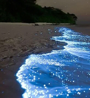 Playas bioluminiscentes en Cancún