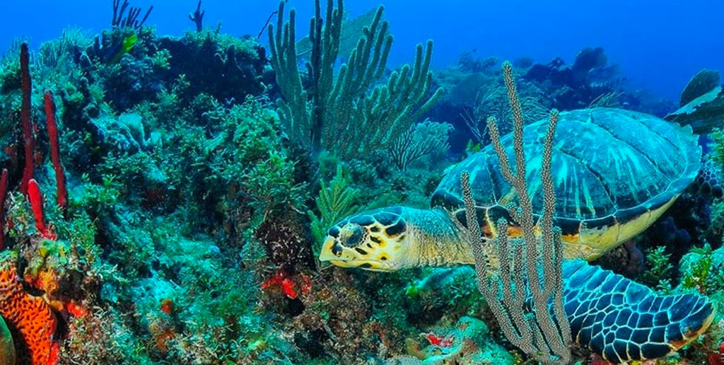 tortugas-en-el-mar-de-cancun-bajo-el-agua