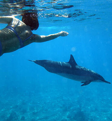 Snorkeling con Delfines en Cancún