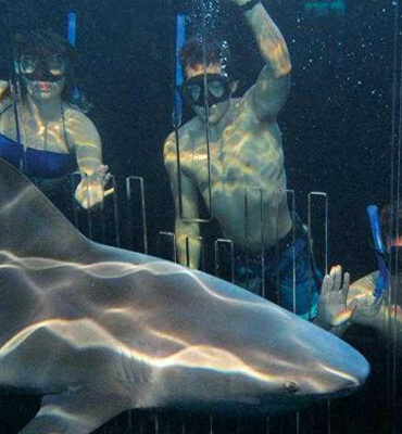 Buceando con Tiburones en Cancún