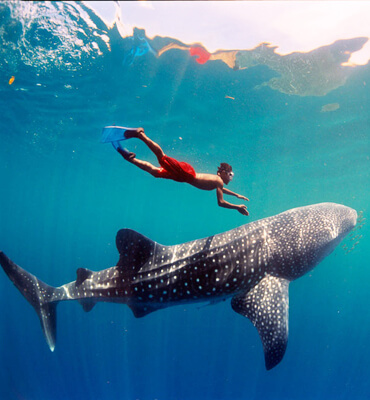 El Tiburón Ballena en las Playas de Los Cabos y Cancún