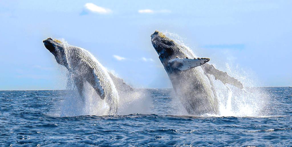 temporada-de-ballenas-en-los-cabos