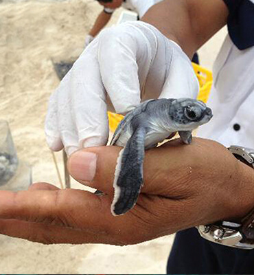 Hoteles Solaris Cuidando Tortugas en Cancún