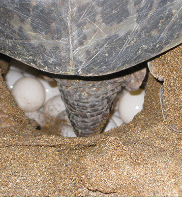 Nidos de Tortugas en las Playas de Cancún