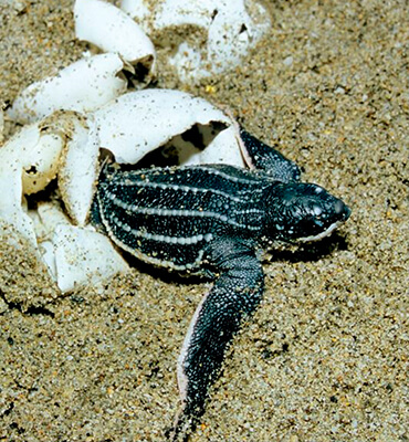 Tortugas Bebes en las playas de Cancún