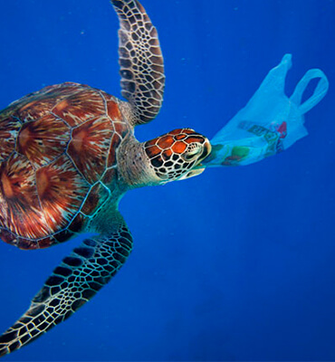 Tortugas Marinas comiendo Bolsas de Plástico