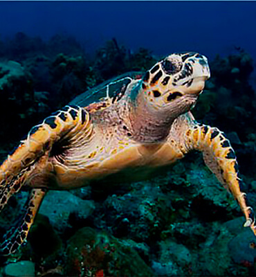 Tortugas Marinas en Cancún