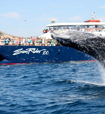 Sunset Rider Snorkeling Tour en Cabo San Lucas