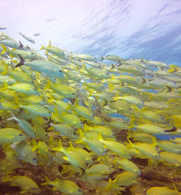 Snorkeling tour en Petempich