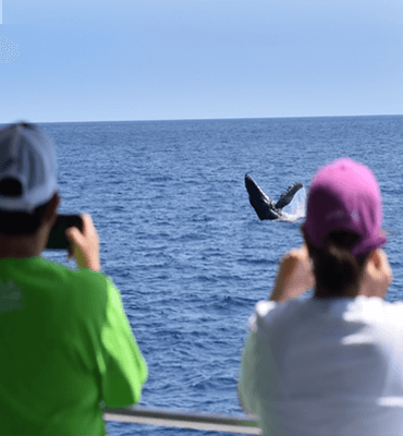 Taking Pictures of the Whales from Los Cabos