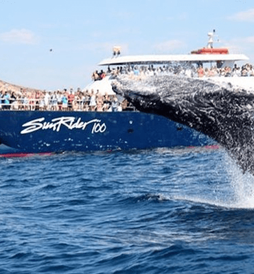 Whale Watching Tours in Los Cabos