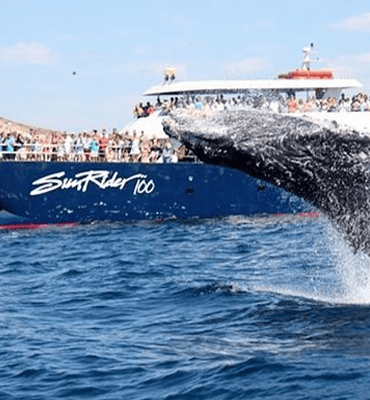 Tours en la Temporada de Ballenas en Los Cabos