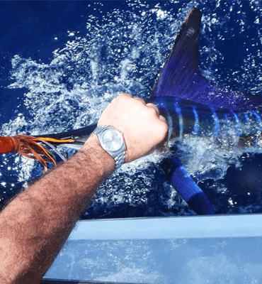 Torneo de Pesca Bisbee en Los Cabos atrapando un Marlin