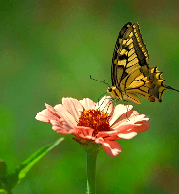 El Mariposario en el Parque de Xcaret en Cancún